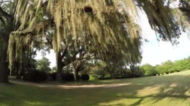 Güneş İspanyol yosun ile canlı meşe ağacı gölgelik ile parlayan