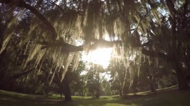 Güneş İspanyol yosun ile canlı meşe ağacı gölgelik ile parlayan