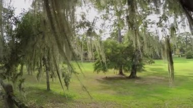 Güneş İspanyol yosun ile canlı meşe ağacı gölgelik ile parlayan