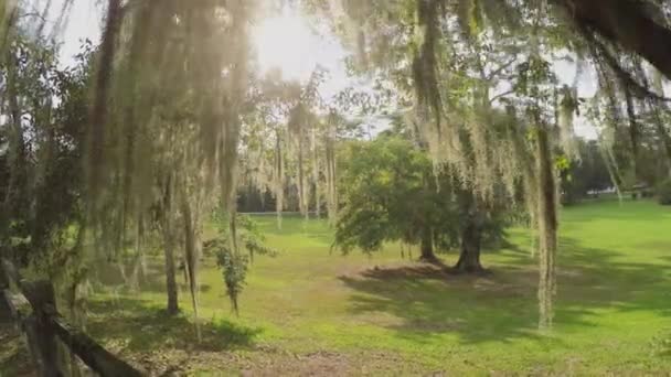 スペイン苔で生きたオークの木の天蓋を通して輝く太陽 — ストック動画