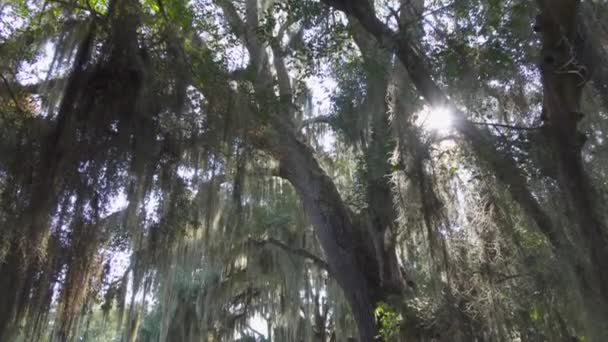 Sole splendente attraverso il baldacchino di quercia dal vivo con muschio spagnolo — Video Stock