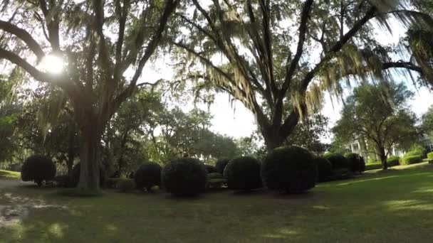 Güneş İspanyol yosun ile canlı meşe ağacı gölgelik ile parlayan — Stok video