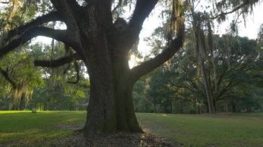 Dalları romantik İspanyol yosun ile büyük görkemli canlı meşe