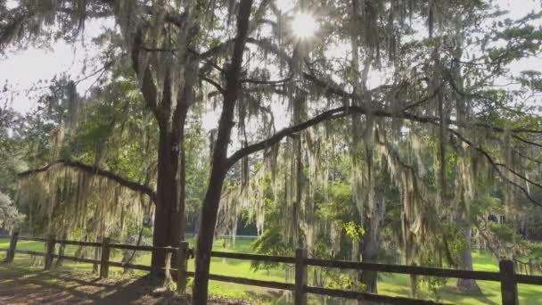 スペイン苔で生きたオークの木の天蓋を通して輝く太陽 — ストック動画