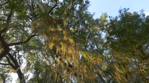 Romantisch Spaans mos op majestueuze Live Oak in zonnige zomer — Stockvideo