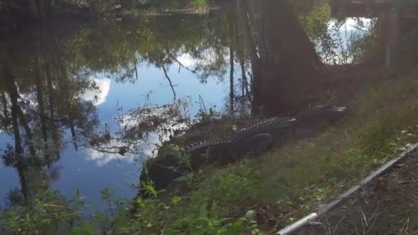 Buaya besar duduk di tepi rawa yang indah — Stok Video