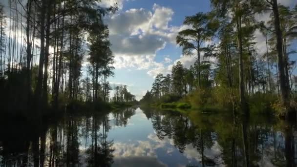 Superbe promenade en bateau dans un canal marécageux avec de grands arbres moussus — Video