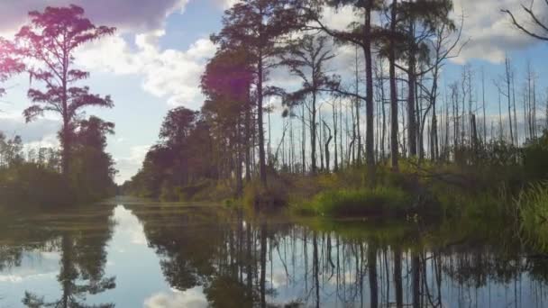 Trollsländor flyger över vattnet vid Swamp Canal på sommaren kväll — Stockvideo