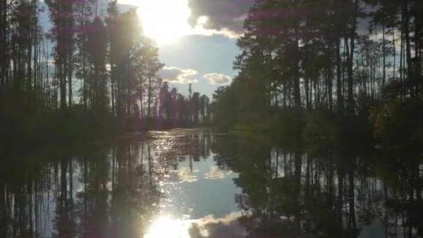Incrível canal de zonas húmidas com altas árvores musgosas nas margens do pântano — Vídeo de Stock