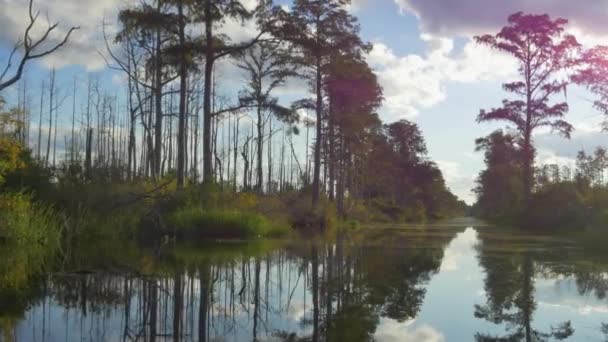 Incroyable canal humide avec de grands arbres moussus sur les berges des marais — Video