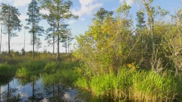 Великолепные болотные пейзажи с высокими мшистыми деревьями и пышным болотом — стоковое видео