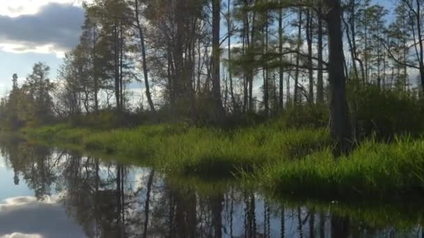 Weelderige moerasplanten en bomen die uit wetlands water groeien — Stockvideo