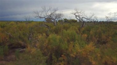 Hava: ölü kuru ağaçlar güzel bushland peyzaj üzerinde uçan