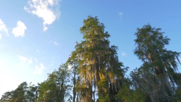 Beautiful green cypress swamp trees covered in spanish moss — Stock Video