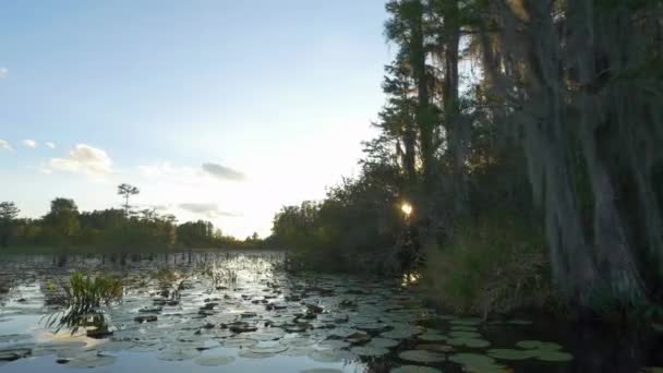 Дивовижні болотні водно-болотні угіддя в красиве золоте літо — стокове відео