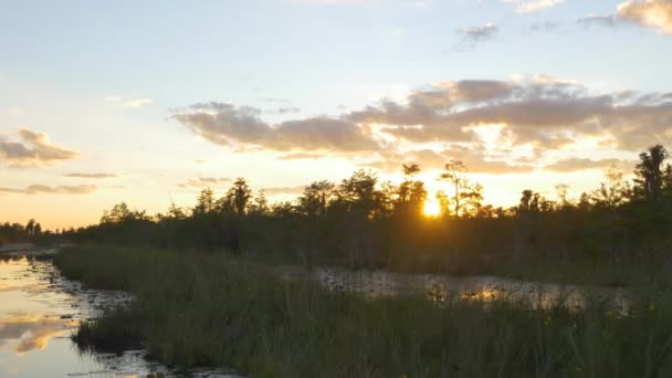 Increíbles humedales pantanosos en el hermoso verano dorado — Vídeos de Stock