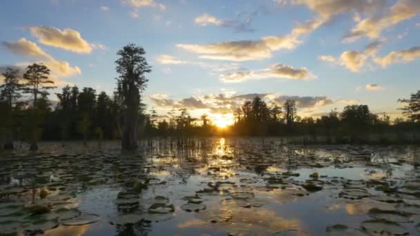 Erstaunliche Sumpffeuchtgebiete bei schönem goldenen Sommer — Stockvideo
