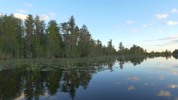 Water lilies and mossy trees growing out of swamp wetlands — Stock Video
