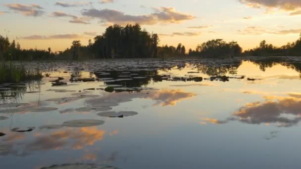 Дивовижні болотні водно-болотні угіддя в красивий золотий літній вечір — стокове відео