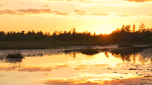 Amazing swamp wetlands at beautiful golden summer — Stock Video