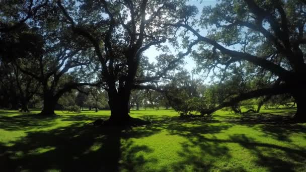 Belo sol de verão brilhando através de grandes majestosas copas de carvalhos vivos — Vídeo de Stock