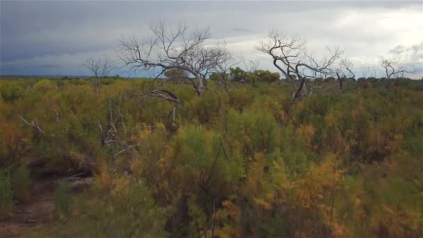 AERIAL: Voando sobre árvores secas mortas em bela paisagem arbórea — Vídeo de Stock