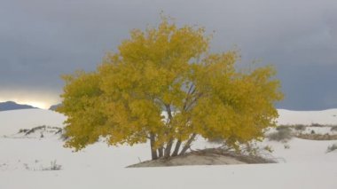 Uçsuz bucaksız çöl vadisinde tek başına sarı sonbahar ağacı