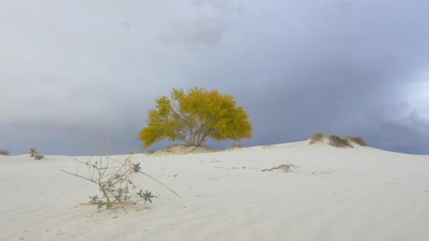 Hermoso árbol solitario en medio del desierto de arena blanca — Vídeos de Stock