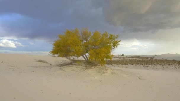 Одинокое дерево, качающееся на ветру в белой песчаной пустыне — стоковое видео