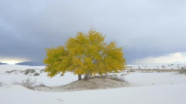 Mooie herfst boom in de beroemde witte zand woestijn — Stockvideo