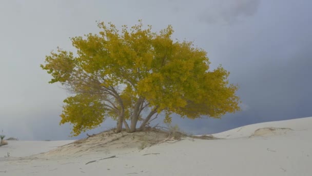 Fırtına aydınlatma cıvata ile kumlu çölde renkli sonbahar ağacı — Stok video