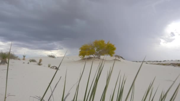 Trovoada relâmpago atingindo atrás colorido árvore solitária no deserto — Vídeo de Stock