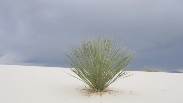 Hermoso arbusto de soaptree en medio del desierto de White Sands — Vídeos de Stock
