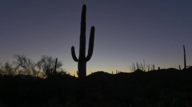 Close Up: Gün doğumundan önce renkli gökyüzüne karşı kaktüs silueti