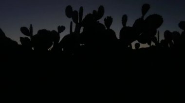 Close Up: Gün doğumundan önce renkli gökyüzüne karşı kaktüs silueti