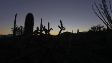 Close Up: Gün doğumundan önce renkli gökyüzüne karşı kaktüs silueti