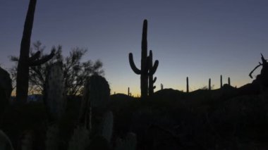 Close Up: Gün doğumundan önce renkli gökyüzüne karşı kaktüs silueti