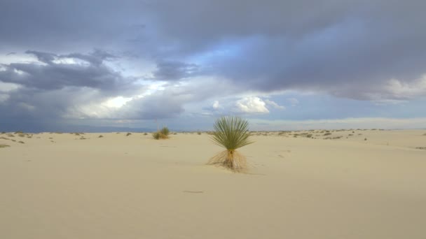Savonnier se balançant dans le vent dans le beau désert des sables blancs 