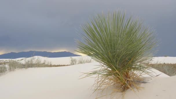 모래 사막에서 폭풍 전에 바람에 흔들리는 비누 나무 — 비디오