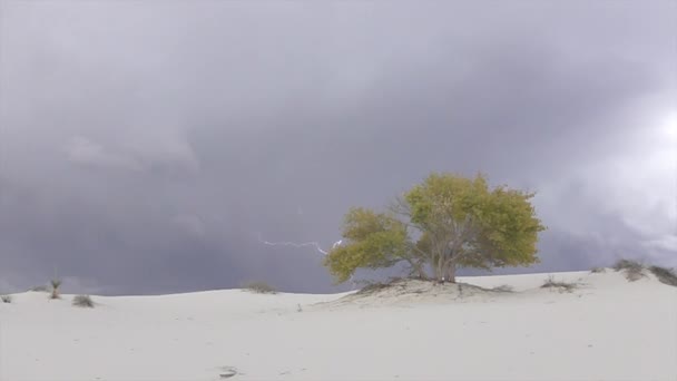 Tormenta eléctrica relámpago detrás de colorido árbol solitario en el desierto — Vídeo de stock