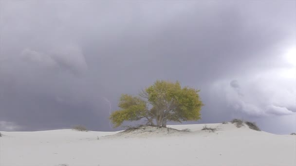 Bouřková bouře, která se za pestrým stromem v poušti zesvětlení — Stock video