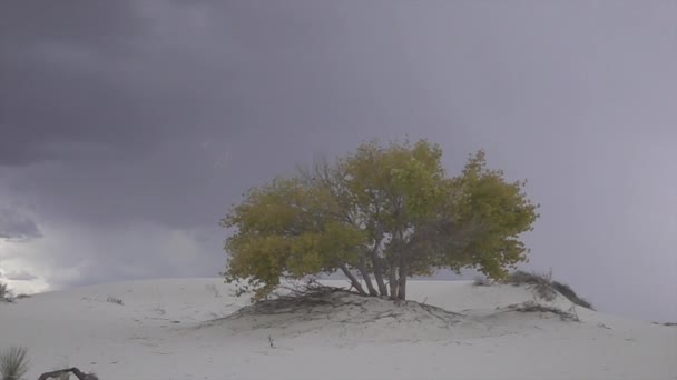 Çölde renkli yalnız ağaç arkasında çarpıcı fırtına yıldırım — Stok video