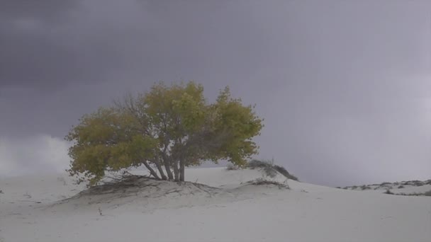 Gewitterblitz schlägt hinter buntem einsamen Baum in Wüste ein — Stockvideo