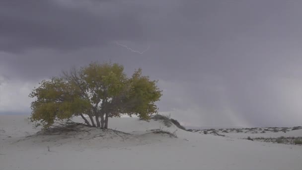 Gewitterblitz schlägt hinter buntem einsamen Baum in Wüste ein — Stockvideo