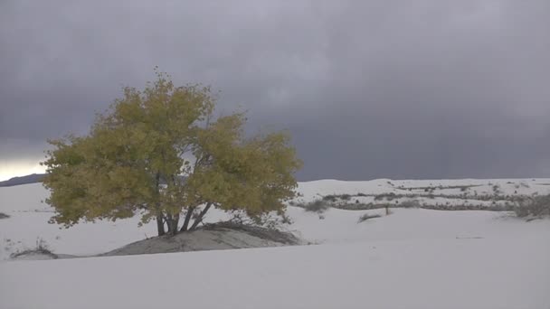 Gewitterblitz schlägt hinter buntem einsamen Baum in Wüste ein — Stockvideo