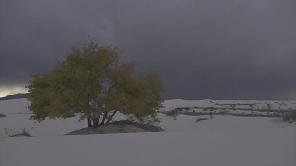 Thunderstorm lightning striking behind colorful solitary tree in desert — Stock Video