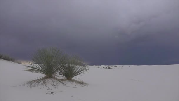 Thunderstorm lightening striking behind soaptree cactus bush in desert — Stock Video