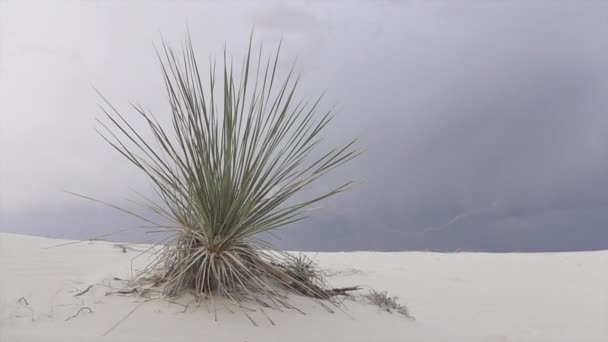 Thunderstorm villám feltűnő mögött soaptree kaktusz bokor sivatagban — Stock videók