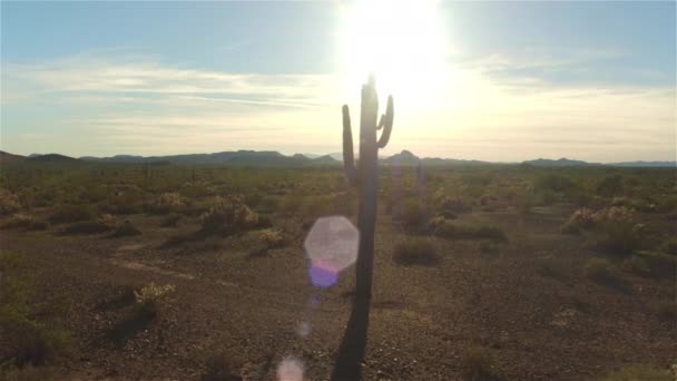 Antenne: Flug vorbei an großen wunderschönen Kakteen in der Wüste bei Sonnenuntergang — Stockvideo