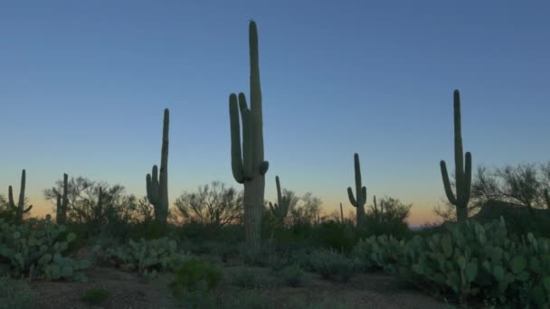 CHIUSURA: silhouette di cactus contro cielo colorato prima dell'alba — Video Stock